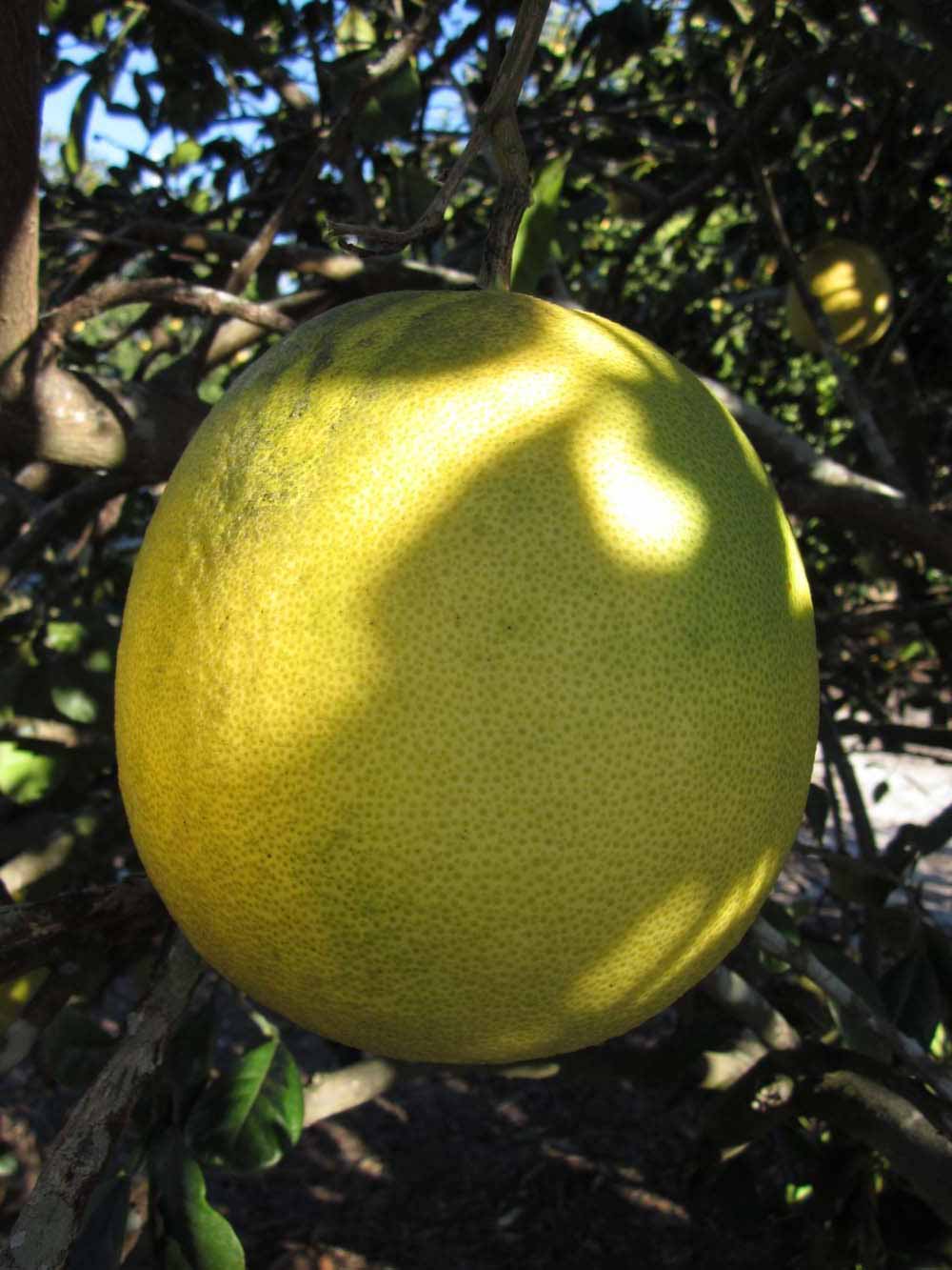            Fruit (Winter Haven, FL)   